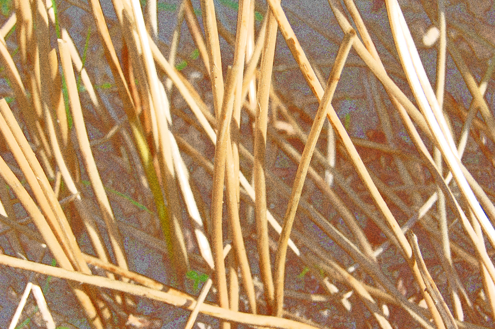 gild_I_web